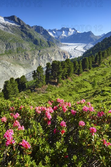 Wannenhoerner and Aletsch glacier with alpine roses