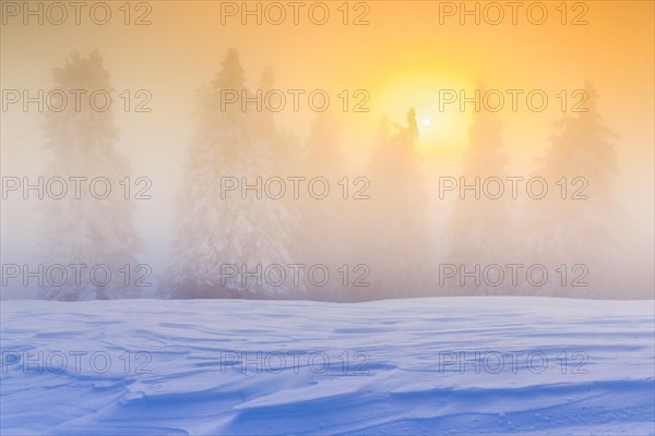 Winter forest in fog