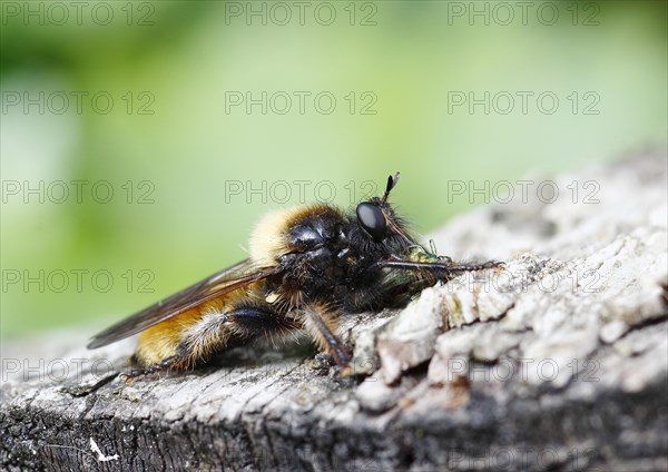 Laphria flava