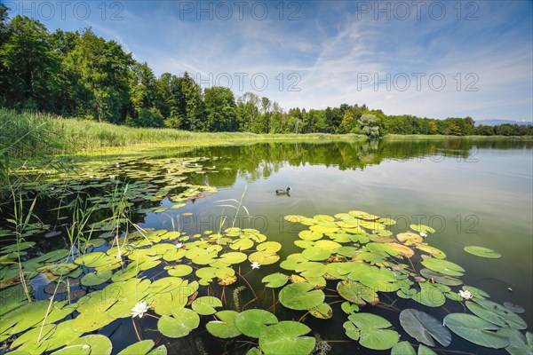 Burgaeschisee