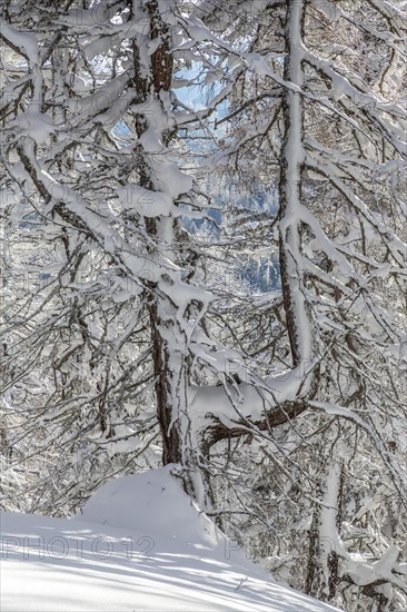 Winter landscape