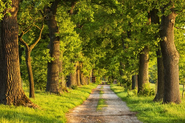 Oak avenue in the evening light