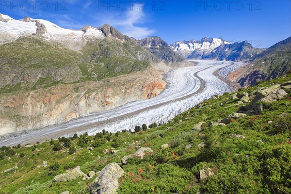 Wannenhoerner and Aletsch glacier with alpine roses