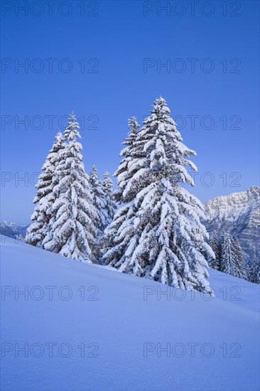 Snowy fir trees