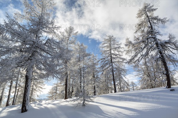 Winter landscape