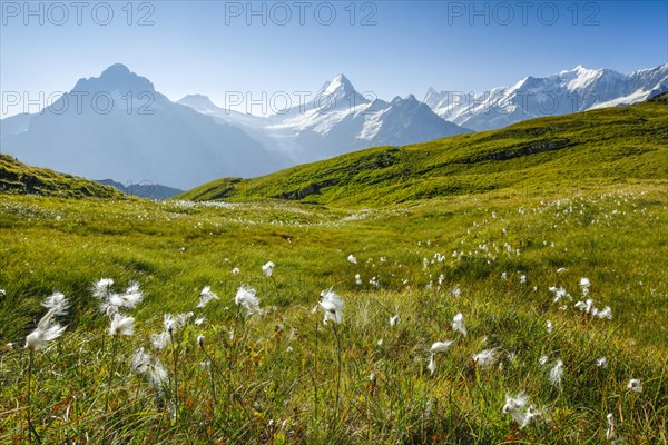 Wetterhorn