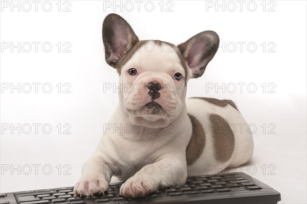 French bulldog