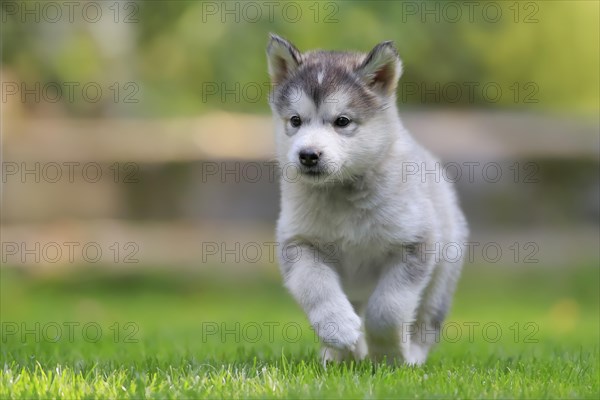 Alaskan Malamute puppy running across the meadow