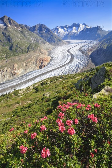 Wannenhoerner and Aletsch glacier with alpine roses