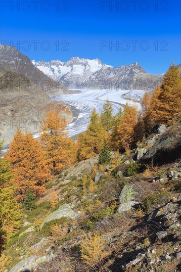 Great Aletsch Glacier and Wannenhorns