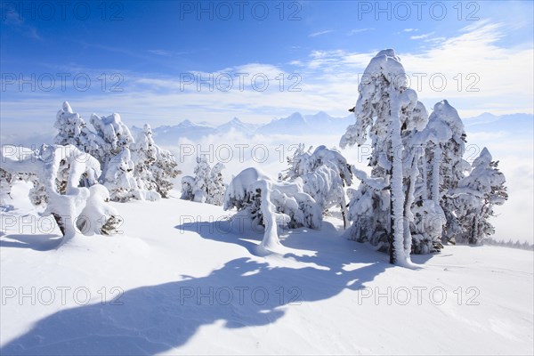 Bernese Alps