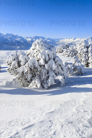 Bernese Alps