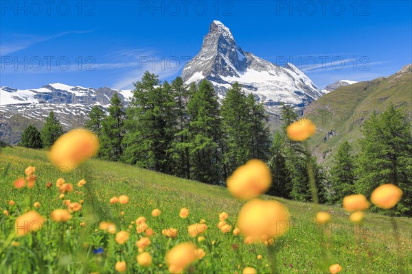 Matterhorn with troll flowers