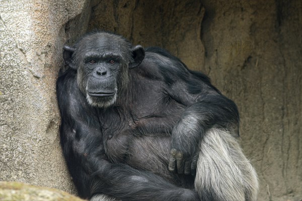 Chimpanzee