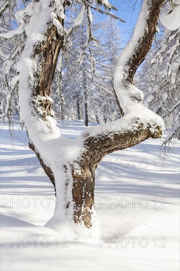 Winter landscape