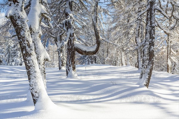 Winter landscape