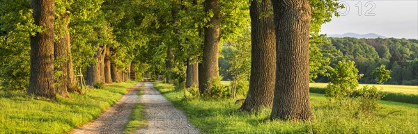 Panorama oak avenue in the evening light