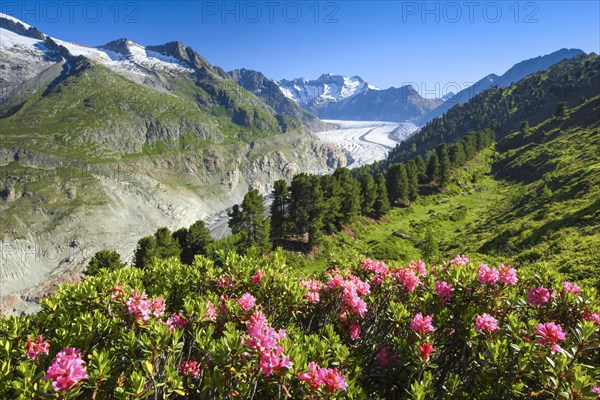 Wannenhoerner and Aletsch glacier with alpine roses