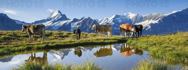 Cows in front of Schreckhorn