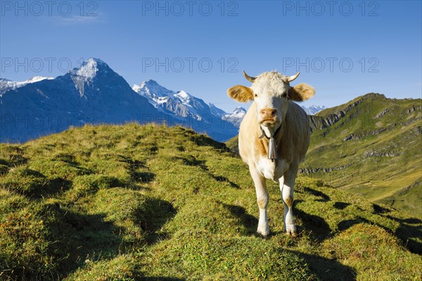 Cow in front of Eiger and Jungfrau