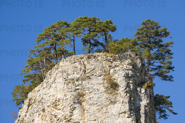Trees on rock tower