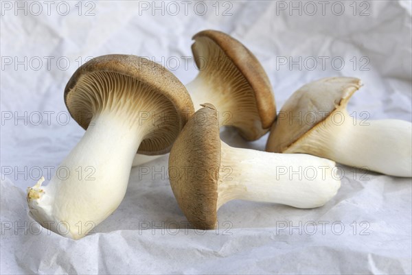 Brauner king trumpet mushroom