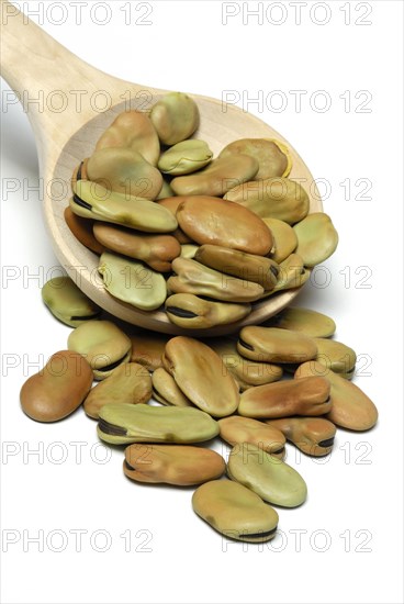 Dried fava beans