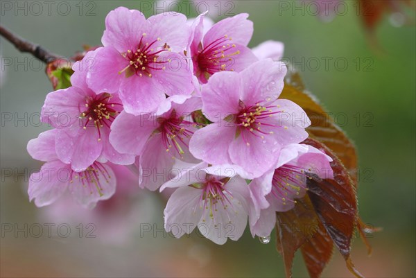 Japanese decorative cherry