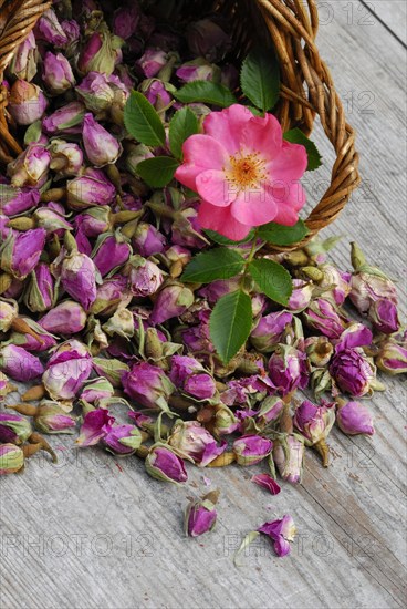 Dried rosebuds in baskets