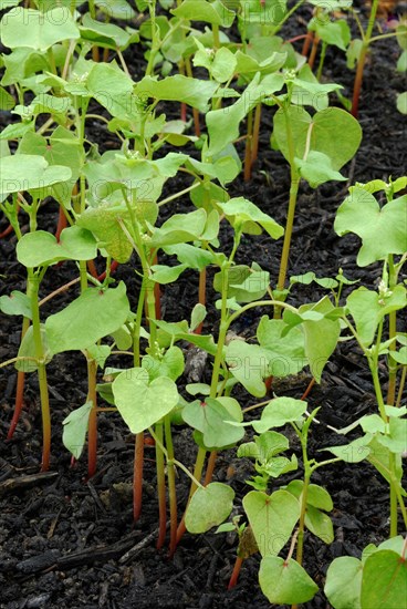 Buckwheat