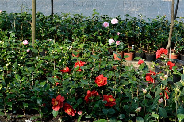 Greenhouse with camellias