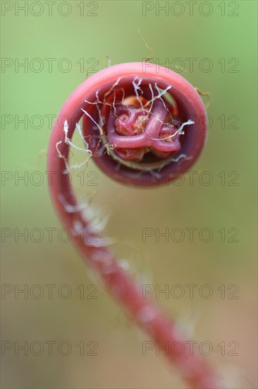 Early red peacock wheel fern