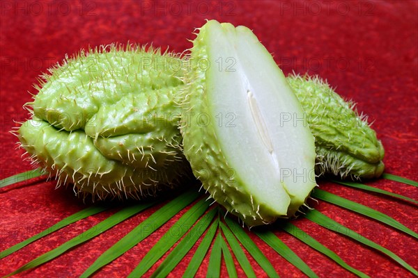 Chayote