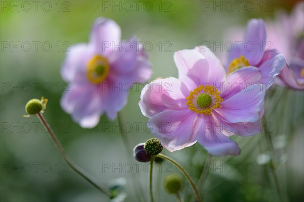 Autumn anemone