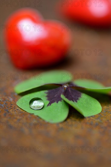 Four-leaf clover with drops of water and red hearts