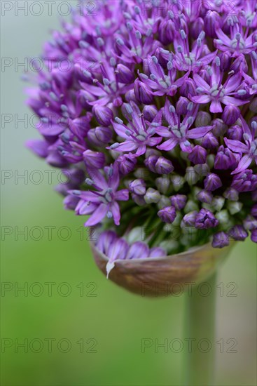 Ornamental leek