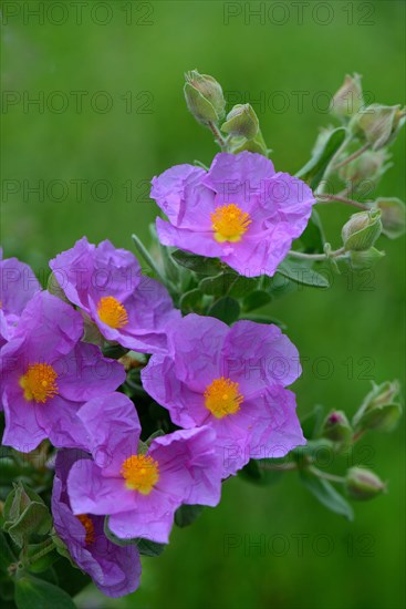 Rock rose