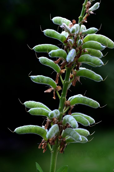 Seed stage of a lupin