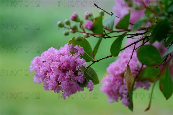 Crepe Myrtle