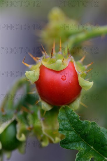 Sticky nightshade