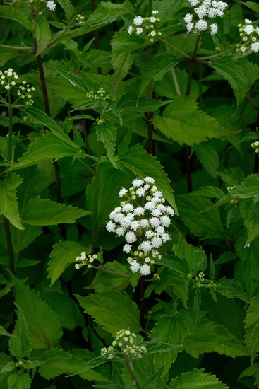 Ageratum east