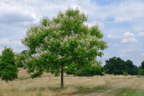 Splendid trumpet tree