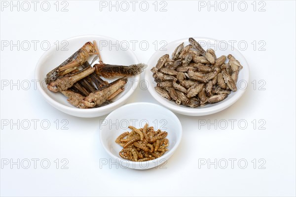 Insect food