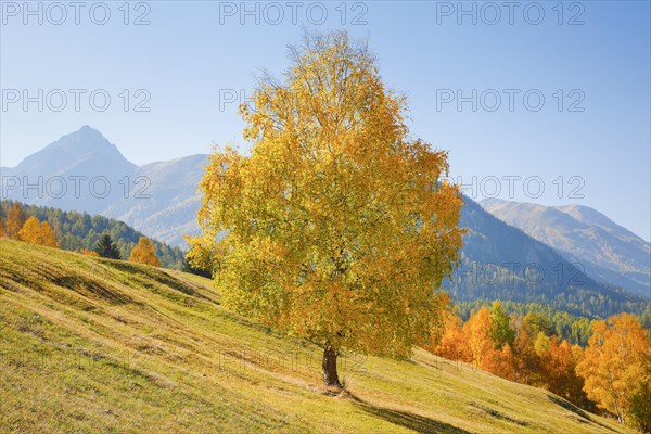 Birch with Piz Nair in the background