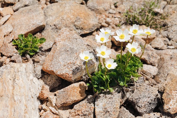 Alpine buttercup