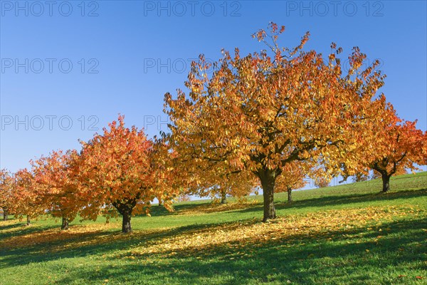 Cherry trees in autumn