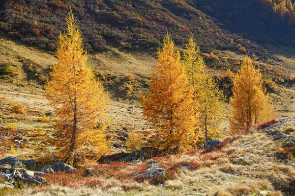 Larch forest and blueberry bushes