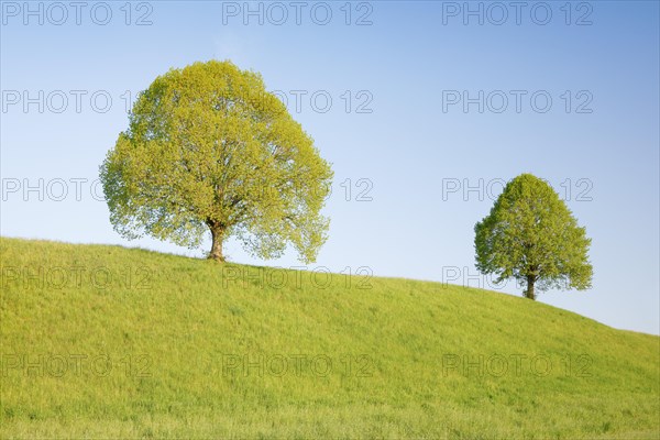 Linden near Ebmatingen in the Zurich Oberland