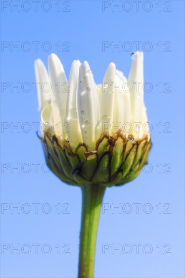 Ox-eye daisy