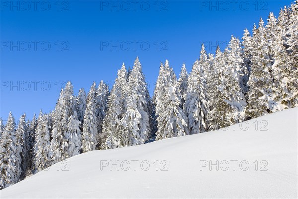 Snowy fir forest